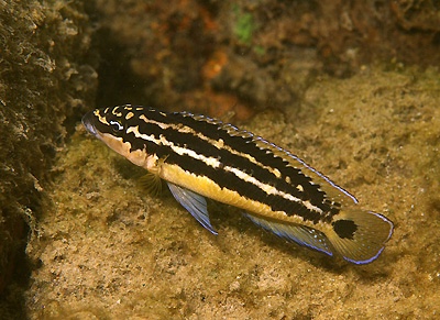 Julidochromis ornatus 'Kalambo Lodge'